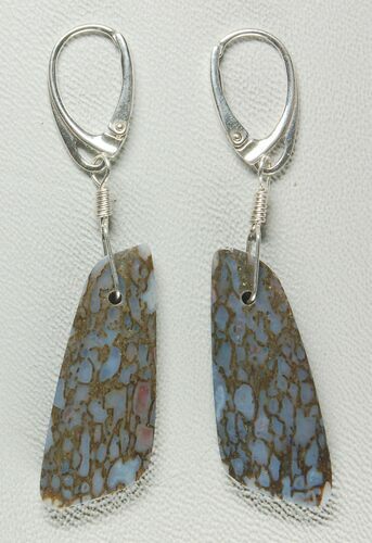 Light Blue Agatized Dinosaur Bone (Gembone) Earrings #54078